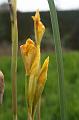 Iris, Cloudehill Gardens IMG_6563